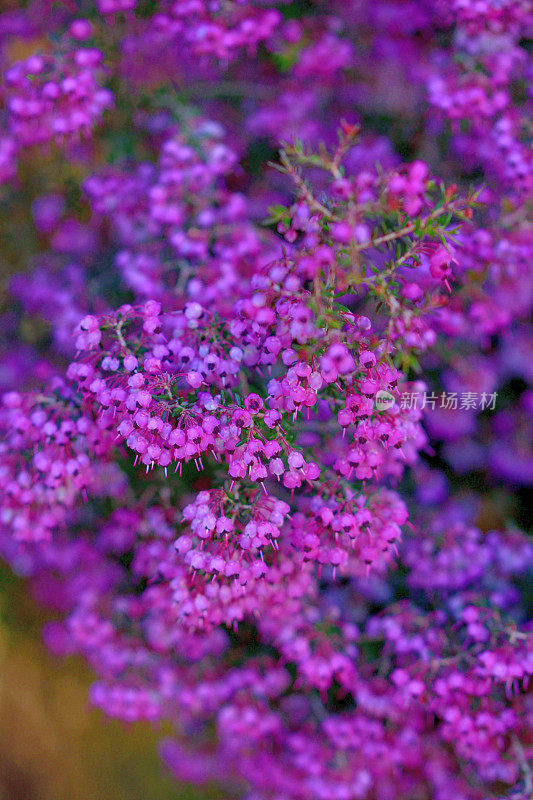 开花植物:石南花/石南花